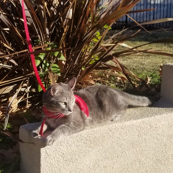 Cat Harness Vest w/ Leash Double Strap Red Medium Large Extra Large Sizes Avail - Picture 7 of 9